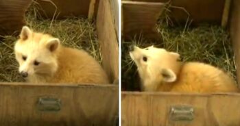 Shelter Takes In Pup Thinking It’s A Baby Fox, But Find It’s “Not A Fox At All”