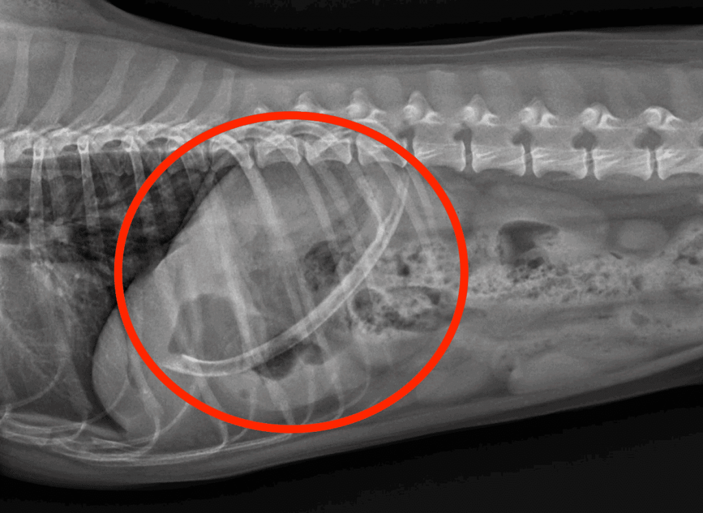 Summer Pet Safety: 3 Hidden Hazards Every Owner Should Know