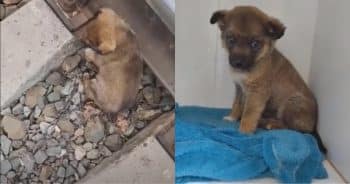 Scared Pup Trapped on Train Tracks Gets Saved by a Hero