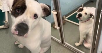 Sweet Florida Shelter Dog Waits by the Door, Hoping for a Family to Find Him