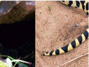 Snake Nest Removal Company