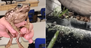 Dangerous Toxic Toads Are Invading Local Neighborhoods And It Has Pet Parents Worried