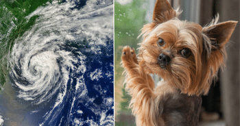 Hurricane Preparedness Tips for Dog Owners