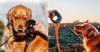 Protected: Spleash Hydration Leash: Keep Dogs Cool And Clean Anywhere