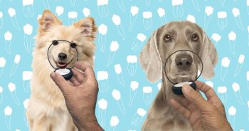 Protected: Your Dog Will Love This Vet-Approved Dental Recovery Hack