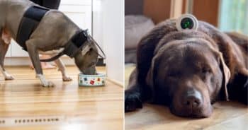 Protected: Assisi Offers Vet-Trusted, Drug-Free Relief for Dogs