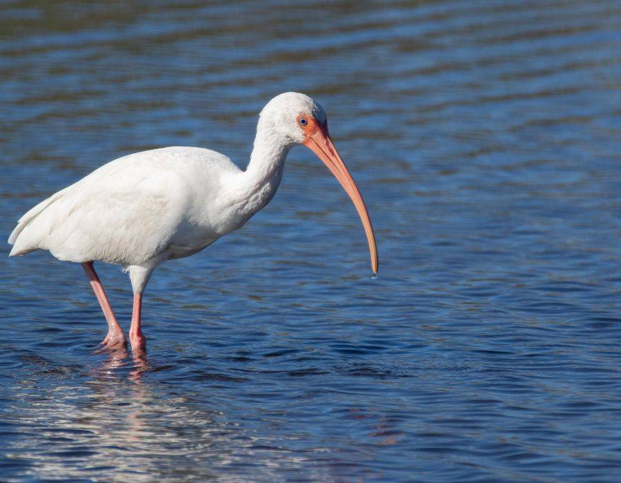 Sacred Transitions: The Profound Spiritual Messages Behind a Dead Ibis Encounter