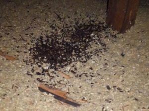 Wild Animal Droppings Removal St Paul