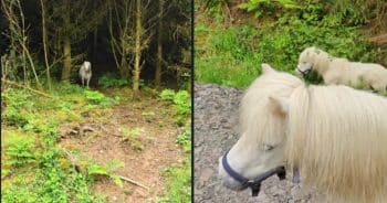 Woman Freaks Out After Spotting Creepy Eyes Staring From Ditch During Dog Walk