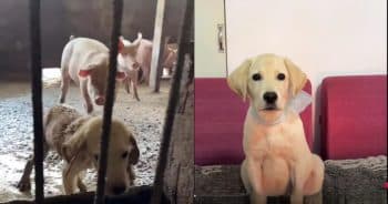 Woman Rescues Puppy Found Living in a Pigsty and Changes Its Life