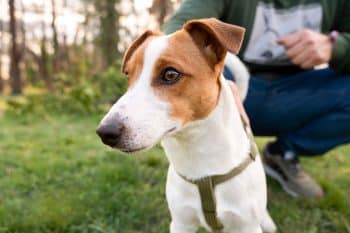 13 Dog Breeds That Prove Bold Is Everything