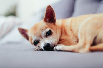 6 Best Blood Stoppers for Dogs