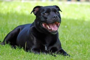 What’s The Bite Force of a Staffordshire Bull Terrier & Does It Hurt?