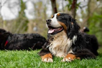 11 Mellow Dogs That Keep It Cool & Calm