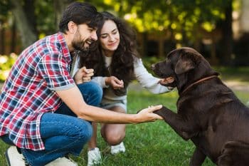 These 13 Dog Breed Think Every Visitor Is a New Best Friend