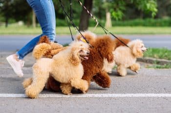 13 Lively Dog Breeds That Turn Every Walk Into a Parade