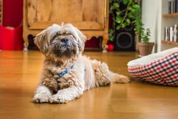 13 Gentle Dog Breeds for Relaxed Homes