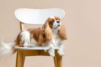 15 Royal Dog Breeds Who Prefer Thrones And Cuddles