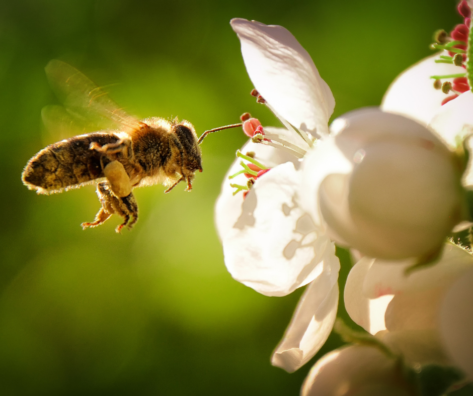 World Bee Day – May 20