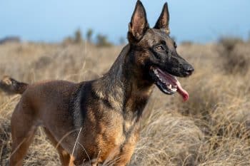 The Ultimate List of 15 Smart Dog Breeds