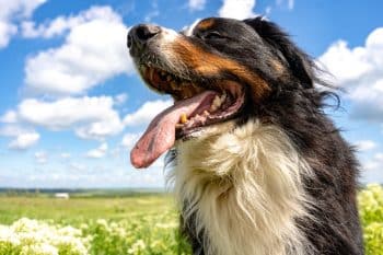 9 Things Dogs Do To Show Pure Joy
