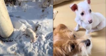 They Thought This Puppy Wouldn’t Make It — But He Showed Them!