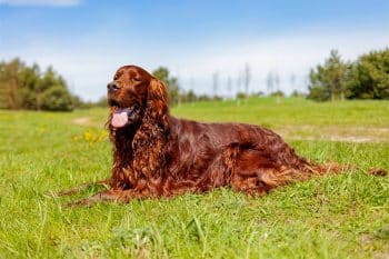 9 Silky-Eared Dogs You Can’t Help But Adore