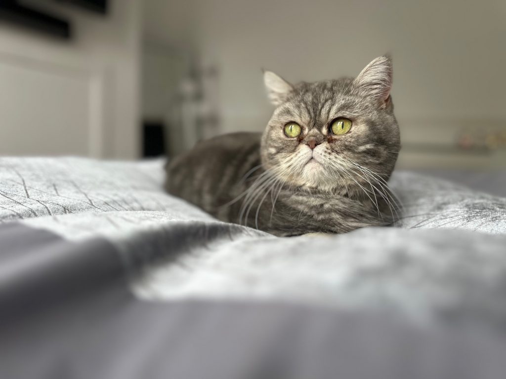 Miss Tiddles Wilson Fuzzy