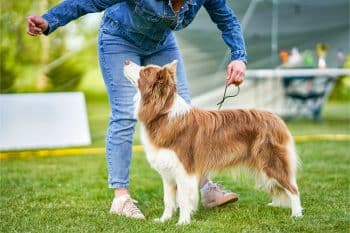 13 Smart Dog Breeds That Love Challenges