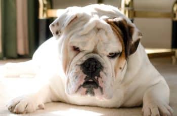 15 Subtle Signs Your Dog Is Annoyed