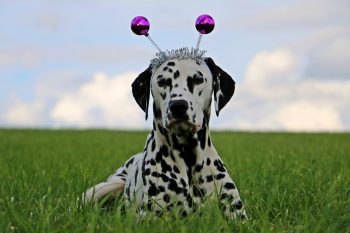 13 Playful Dog Breeds That Love Fun