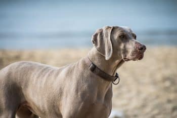 15 Sleek Dog Breeds That Always Look Sharp