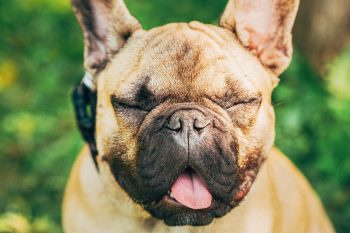 9 Dramatic Dog Breeds That Love Making A Scene