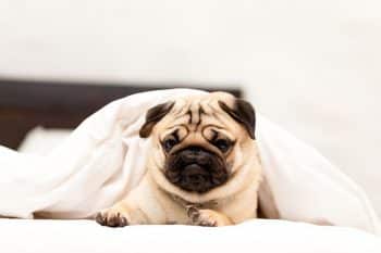 9 Snuggly Dog Breeds That Curl Up Tight