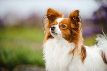 13 Gentle Dog Breeds That Glow With Personality