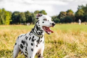 13 Flashy Dog Breeds With Big Personalities