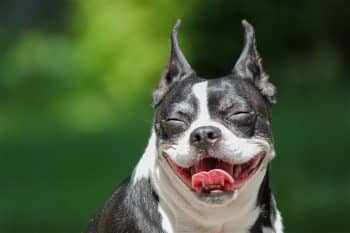 9 Chaotic Dog Breeds That Are Pure Joy in Small Packages