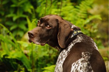 9 Spotted Dog Breeds That Turn Heads Everywhere