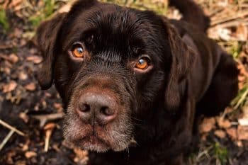 Warning: These 9 Sweetest Dog Breeds Might Just Melt Your Heart!