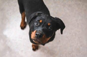 9 Facts About Dogs That’ll Surprise You