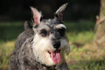 9 Lively Dog Breeds That Live To Play