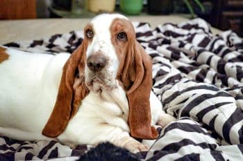 15 Calm Dog Breeds That Keep Things Easy