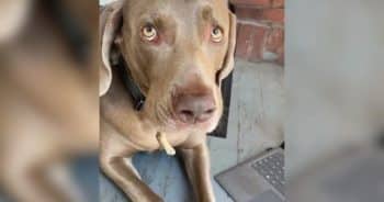 What This California Owner Spotted in Her Dog’s Mouth Wasn’t a Toy