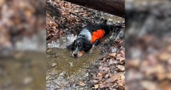 This Tired Pup Hit Pause on the Trail and Created a Whole Mood
