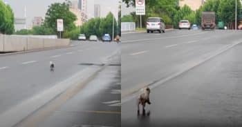 Left Behind and Heartbroken, She Refused to Stop Chasing Their Car