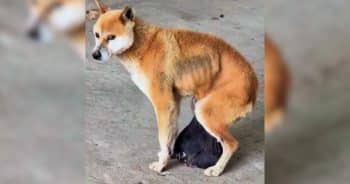 When One Dog Needed Saving, an Entire Village Answered the Call