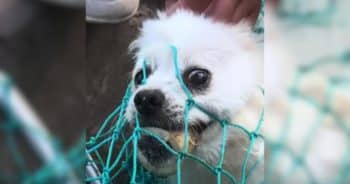 Muzzled and Alone, He Waited for a Rescue That Finally Came