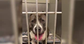 The Bond Between a Boy and a Shelter Dog Led to Something Amazing