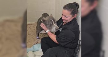 Michigan Rescuers Discovered the Truth Behind This ‘Stray’ Dog’s Sad Eyes