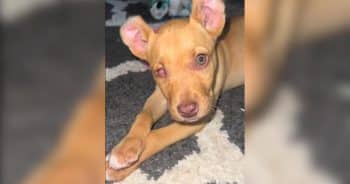 After a Rough Start, This Tennessee Pup Got More Than Just a Home